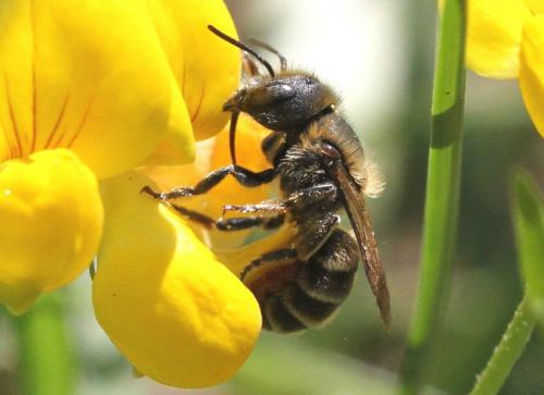 Réf. 212 348 : Osmia aurulenta